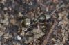 Formica sp.